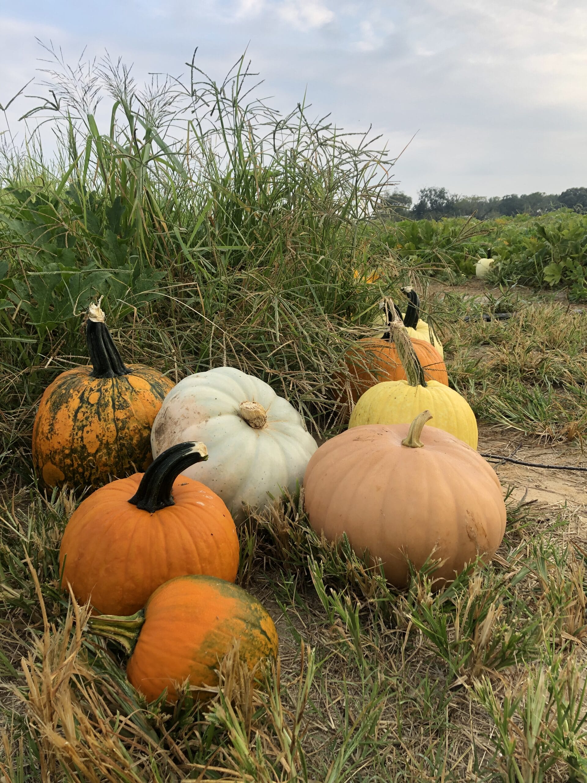 2023 Fall Fun at the Cullipher Farm Pumpkin Patch
