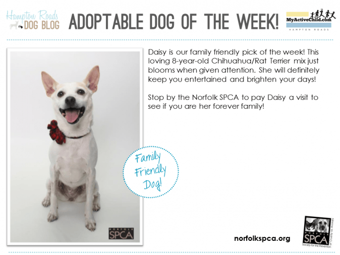 Adoptable_Dog_of_the_Week_-_Daisy_-_Norfolk_SPCA.png