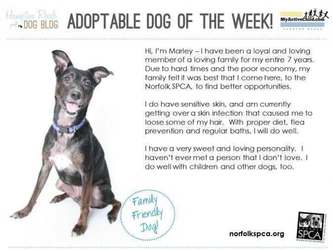 Adoptable_Dog_of_the_Week_-_Marley_-_Norfolk_SPCA.png