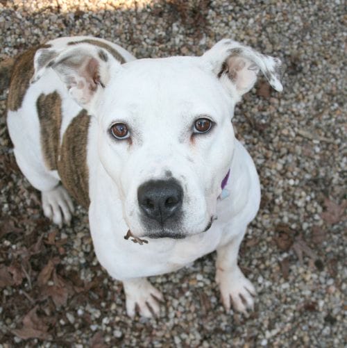 Adoptable Family Dog of the Week - Fiona!