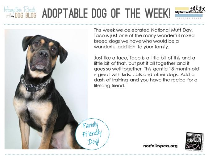 Adoptable_Dog_of_the_Week_-_Taco_-_Norfolk_SPCA.png