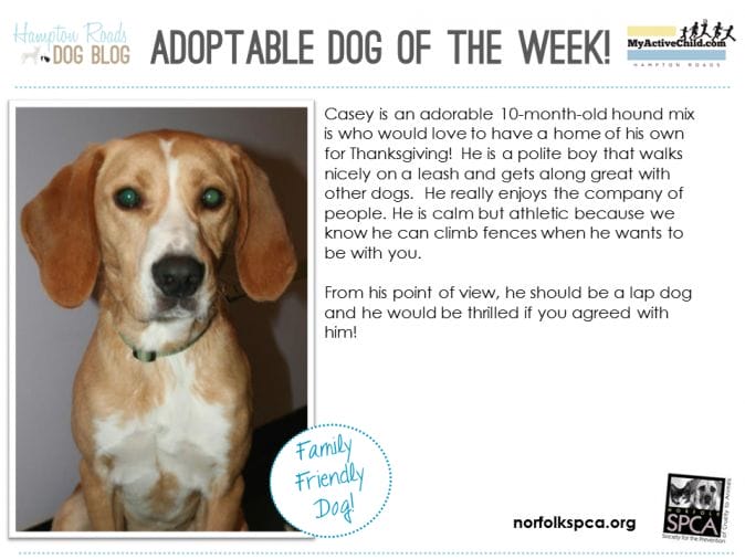 Adoptable_Dog_of_the_Week_-_Casey_-_Norfolk_SPCA.png
