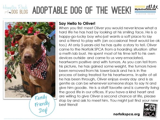 Adoptable_Dog_of_the_Week_-_Oliver_-_Norfolk_SPCA.png