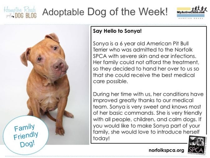 Adoptable_Dog_of_the_Week_from_Norfolk_SPCA_-_Sonya.jpg