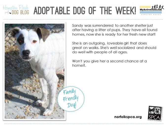 Adoptable_Dog_of_the_Week_-_Sandy_-_Norfolk_SPCA.png