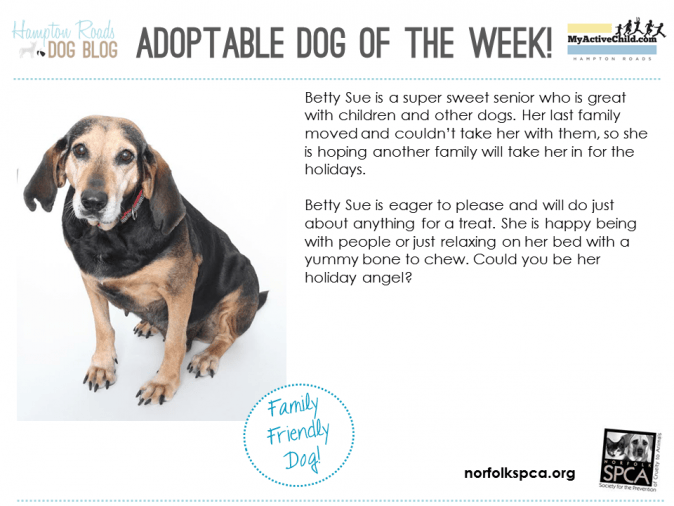Adoptable_Dog_of_the_Week_-_Betty_Sue_2_-_Norfolk_SPCA.png