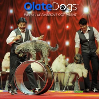 Olate Dogs Show.jpg