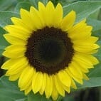 Sunflowers - The Gardens at 1620 - brought to you by Cullipher Farm