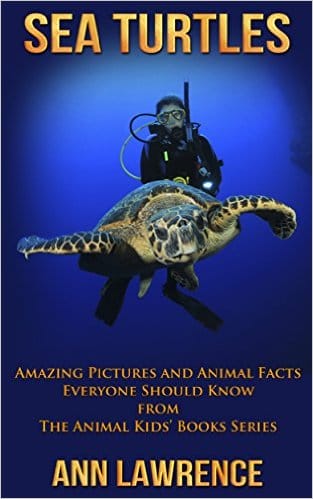 Sea Turtles - Amazing Pictures and Animal Facts Everyone Should Know
