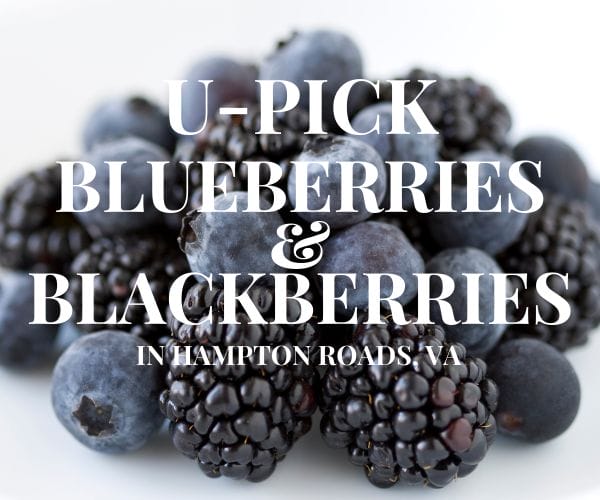U-PICK Blueberries and Blackberries in Hampton Roads, VA