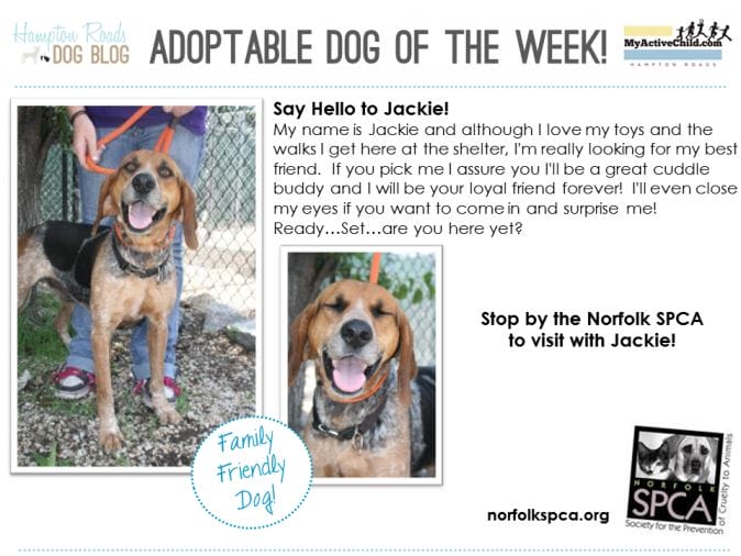 Adoptable_Dog_of_the_Week_-_Jackie_-_Norfolk_SPCA.png