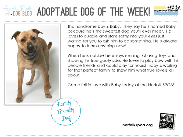 Adoptable Dog Of The Week - Baby! 