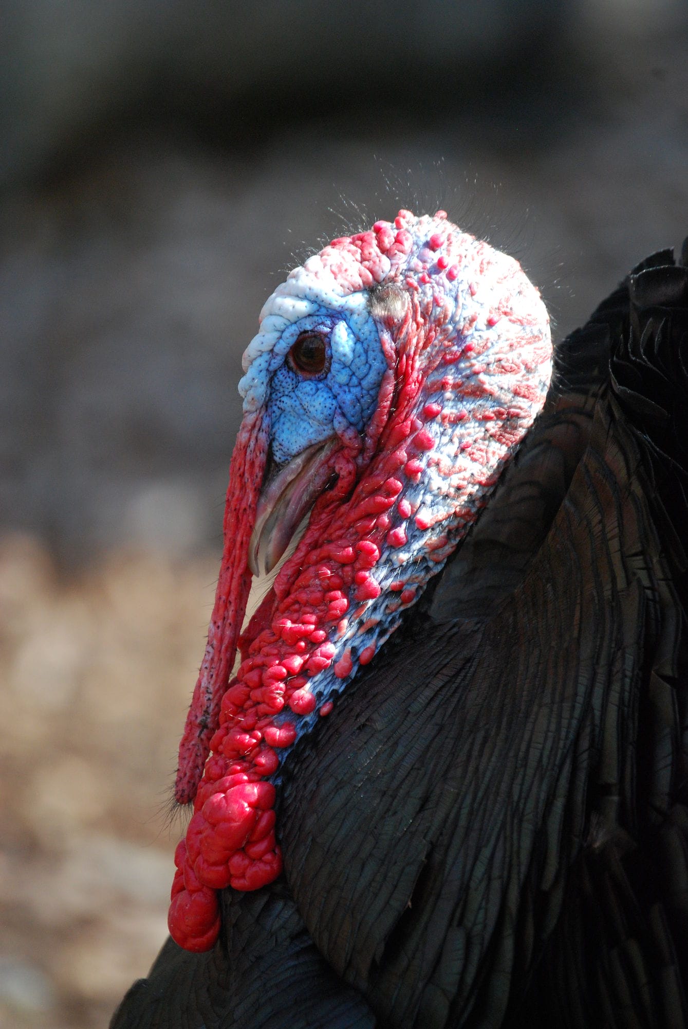 Don't miss the annual Turkey Pardon at The Virginia Living Museum!