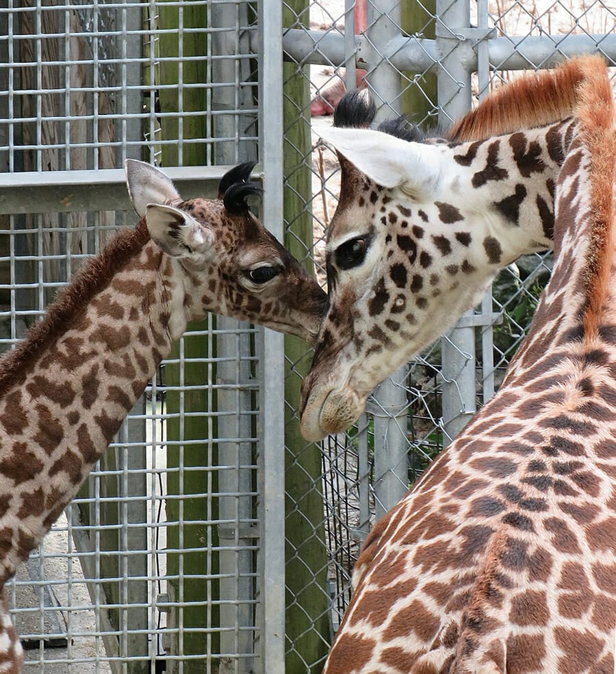 Virginia Zoo New Baby Giraffe