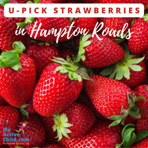 Upick STRAWBERRIES in Hampton Roads Virginia