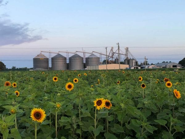 sunflowers at cullipher