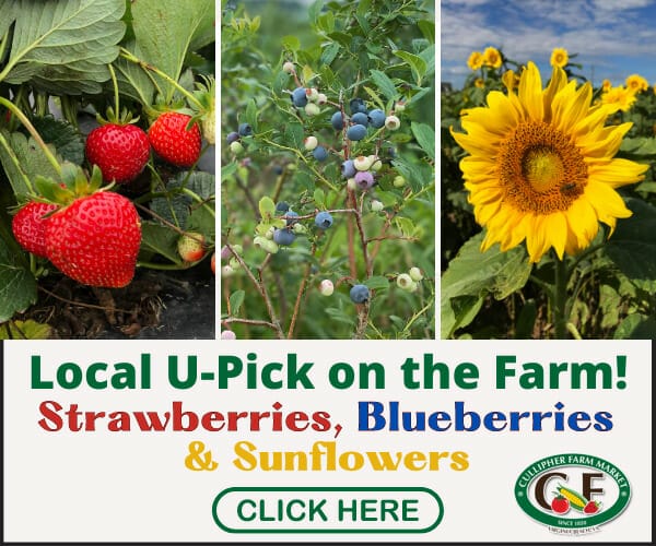 Cullipher Farm Upick Strawberries, Blueberries and Sunflowers