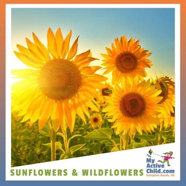 Sunflower and Wildflower Fields in Hampton Roads VA