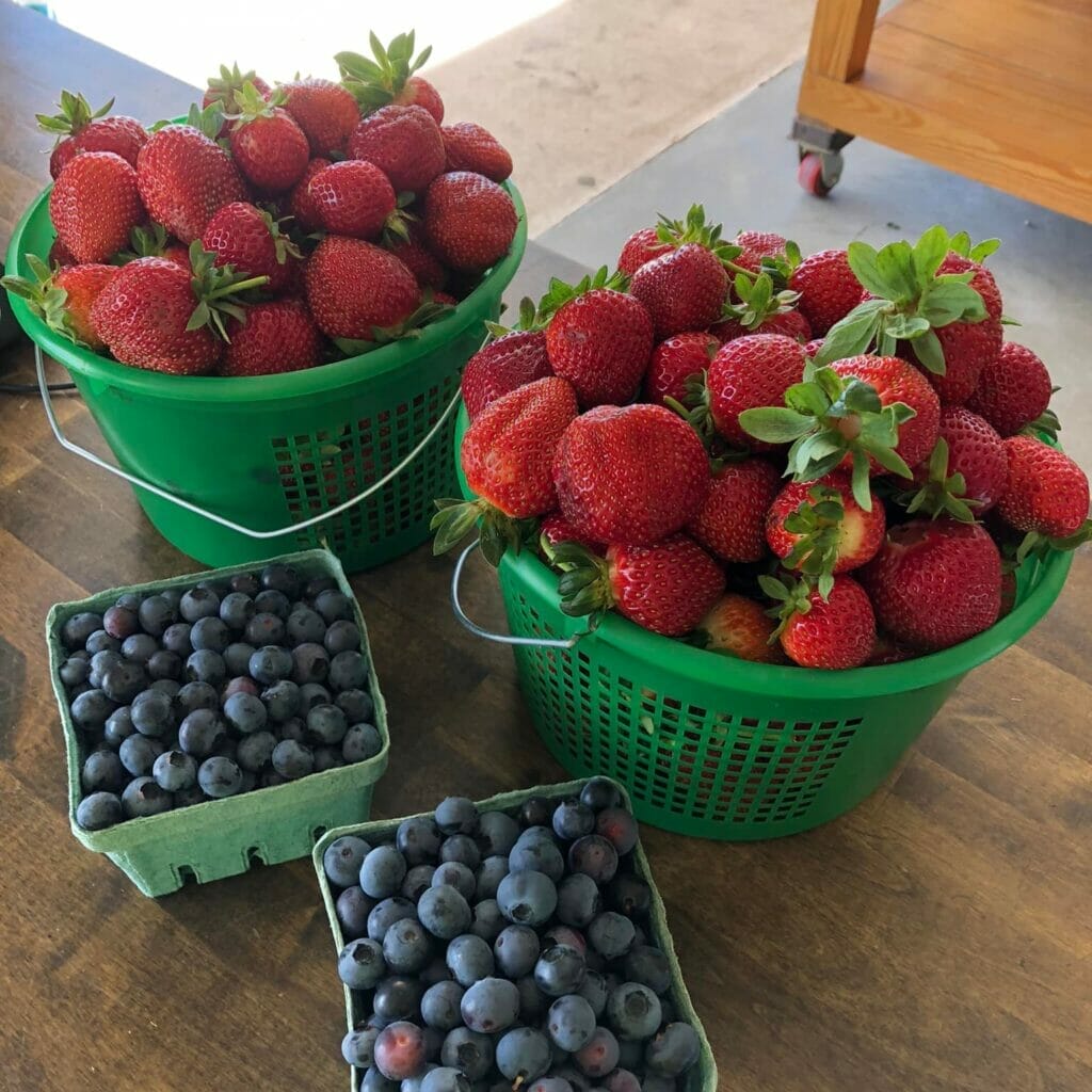 Cullipher Farm Upick Strawberries and Blueberries