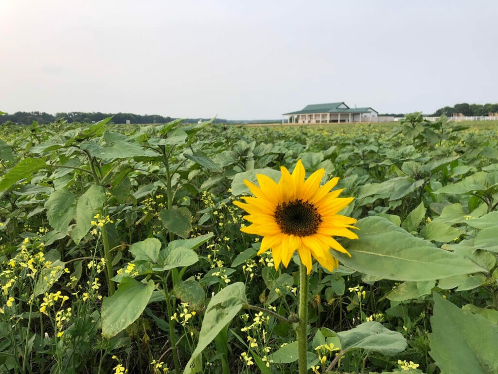 sunflower fields at cullipher farm